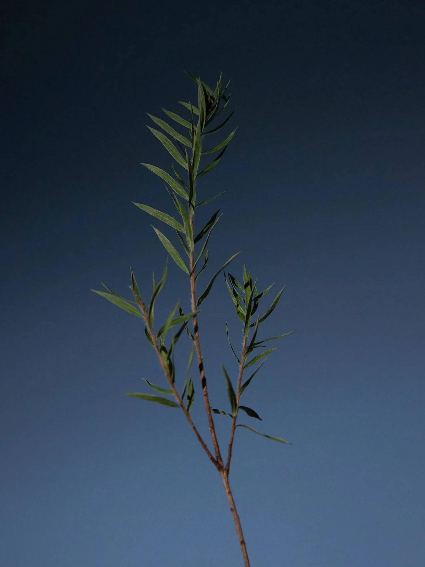 AROMATICA Καθαριστικό Τόνικ με Τεϊόδεντρο 100ml