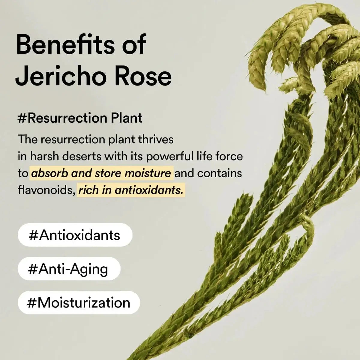 ABIB Collagen Eye Patch Jericho Rose Jelly 60pcs - 90ml