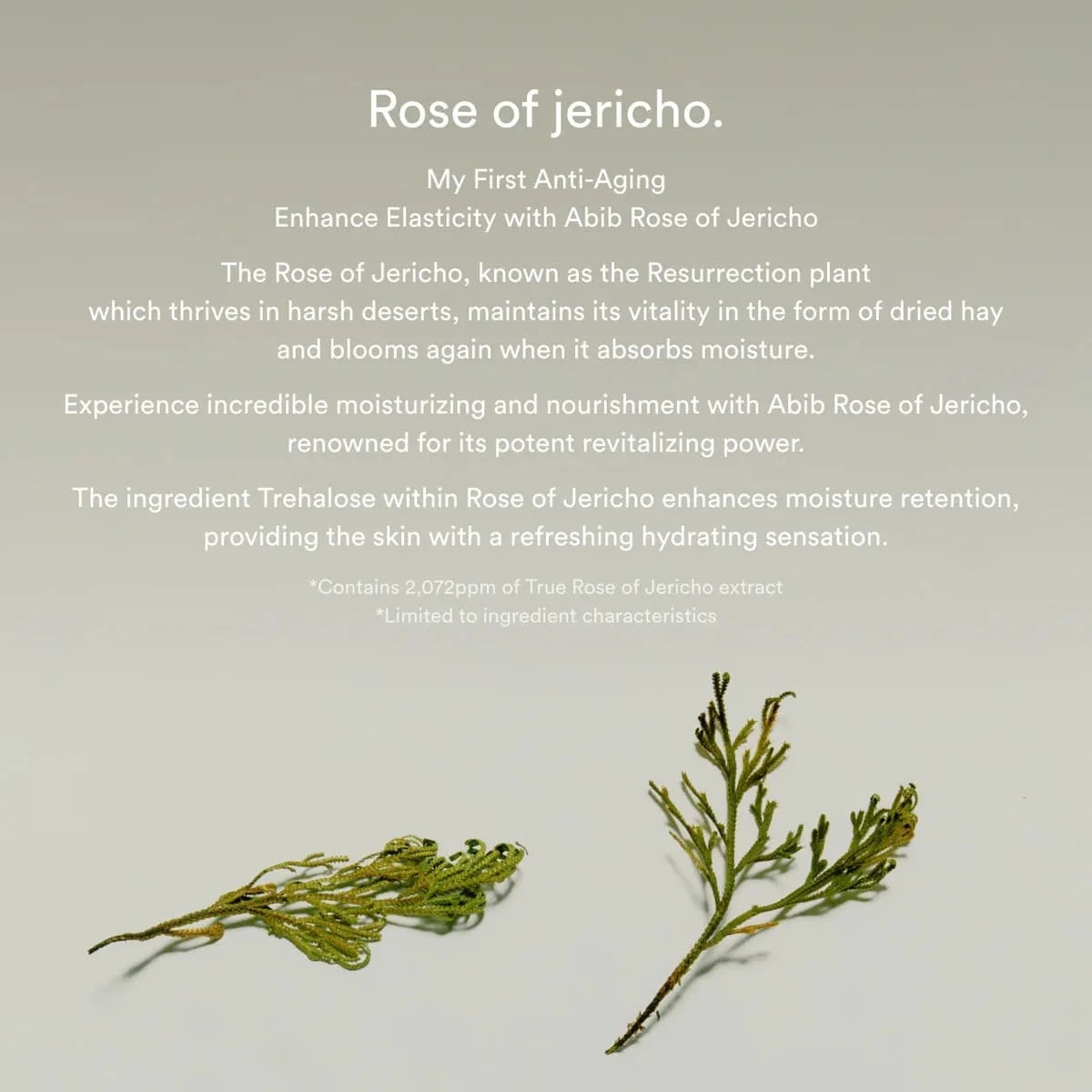 ABIB Jericho Rose Bifida Serum Firming Drops 50ml 